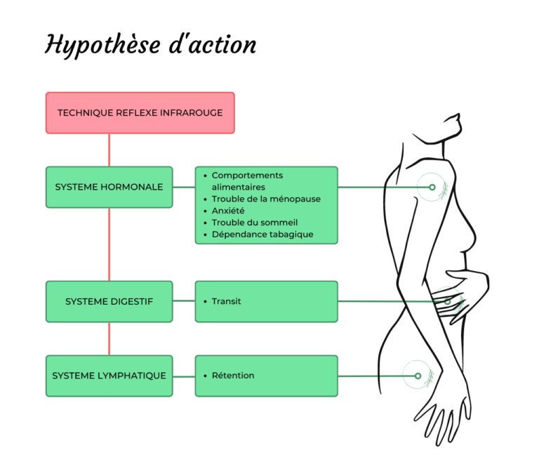 Luxopuncture Hypothèse d'action de la luxopunture. Action sur le système hormonal (comportements alimentaires, trouble de la ménopause, anxiété, tabagisme), digestif (transit) et lymphatique (rétention)